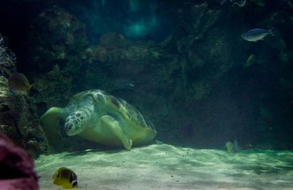 دعوات لإطلاق سراح أكبر سلحفاة بحرية خضراء بعدما أمضت 80 عاماً حبيسة أحواض الأسماك